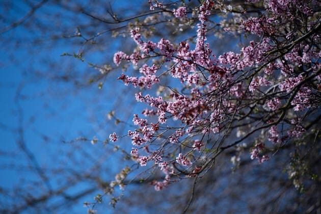News Bilder des Tages Bünde, Deutschland 22.03.2020: Feature Natur Blumen, Blüten, Pflanzen , Bünde Deutschland