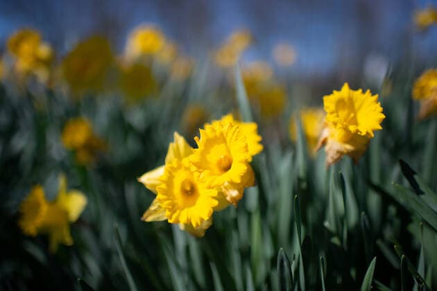 Bünde, Deutschland 22.03.2020: Feature Natur Osterglocken , Bünde Deutschland