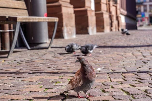 In Baden-Württemberg wird über eine Ausgangssperre diskutiert, um eine Ausbreitung des Coronavirus in der Bevölkerung einzudämmen, das Foto zeigt Tauben, die in der verlassenen und menschenleeren Heidelberger Innenstadt nach Futter suchen, Taube, Vogel, Vögel, Quarantäne, Ausgangssperre, Ausgangssperren, Verordnung, Einschränkung der Freizeit, Corona, Stadt, Stadtbild, Symbolfoto, Symbolbild, Symbol, Altstadt, 22.03.2020, Heidelberg (Deutschland), News, Feature, Coronavirus in Heidelberg