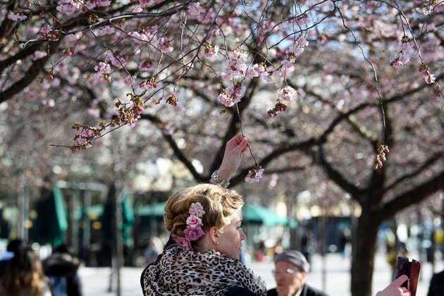 A woman takes a selfie among blooming cherry trees in Kungstradgarden park in Stockholm, Sweden, on March 22, 2020 Many people on Sunday enjoyed the sunny but chilly weather, amidst the new coronavirus COVID 19 pandemic STOCKHOLM SWEDEN x10070x,  Copyright: xJessicaxGow TTx SWEDEN WEATHER