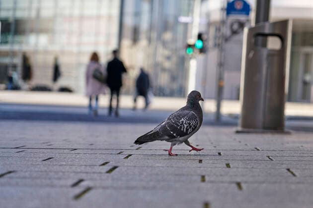 Coronavirus - Koblenz 23.03.2020, Rheinland-Pfalz, Koblenz: Eine Taube geht Ihren Weg. Die Stadt Koblenz ist weitgehend Menschen- und Fahrzeugleer, die die neuen Regeln greifen seit Montag und dienen der Eindämmung der Corona-Pandemie.