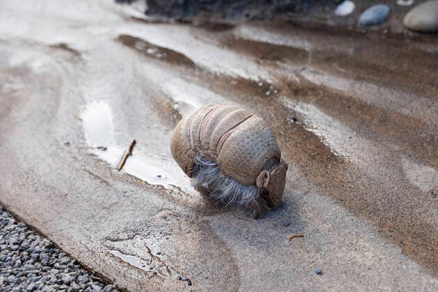 March 23, 2020, Seattle, Washington, U.S: Eduardo, a Southern three-banded armadillo, is taken on a walk around the penguin enclosure during the temporary closure at SeattleÃ¢â‚¬â ¢s Woodland Park Zoo on March 23, 2020. Eduardo is one of the ambassador animals who stars in the zooÃ¢â‚¬â ¢s educational programs. The park temporarily closed to the public on March 12, 2020 following the directive of state health and government officials as a measure to help slow the spread of the novel coronavirus in the community. Seattle U.S. - ZUMAg235 20200323_zap_g235_007 Copyright: xPaulxChristianxGordonx