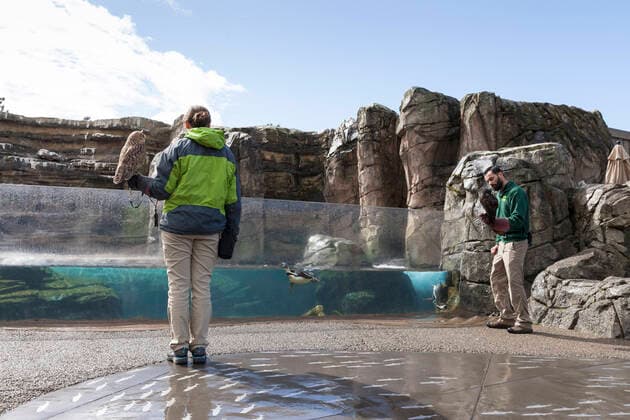 March 23, 2020, Seattle, Washington, U.S: Animal keepers LINDSAY SIMPSON (l) and Mike Cash take two owls on a walk to the penguin enclosure during the temporary closure at SeattleÃ¢â‚¬â ¢s Woodland Park Zoo on March 23, 2020. Buddy the Pharaoh eagle-owl (l) and Coba the Spectacled owl are ambassador animals who star in the zoo s educational programs. The park temporarily closed to the public on March 12, 2020 following the directive of state health and government officials as a measure to help slow the spread of the novel coronavirus in the community. Seattle U.S. - ZUMAg235 20200323_zap_g235_008 Copyright: xPaulxChristianxGordonx