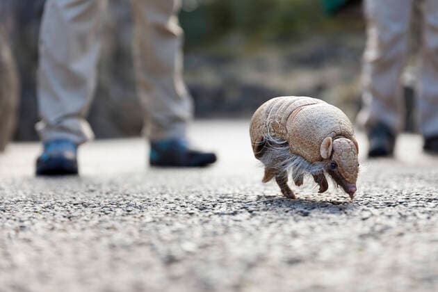 March 23, 2020, Seattle, Washington, U.S: Eduardo, a Southern three-banded armadillo, is taken on a walk around the penguin enclosure during the temporary closure at SeattleÃ¢â‚¬â ¢s Woodland Park Zoo on March 23, 2020. Eduardo is one of the ambassador animals who stars in the zooÃ¢â‚¬â ¢s educational programs. The park temporarily closed to the public on March 12, 2020 following the directive of state health and government officials as a measure to help slow the spread of the novel coronavirus in the community. Seattle U.S. - ZUMAg235 20200323_zap_g235_019 Copyright: xPaulxChristianxGordonx