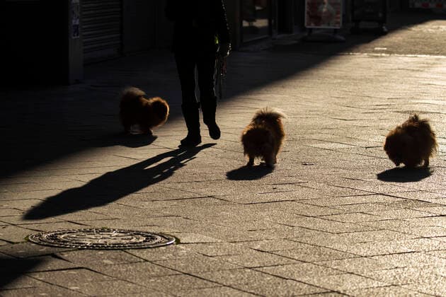 Eine junge Frau spaziert mit ihren Hunden am Kurfuerstendamm in Berlin am 24. Maerz 2020. Um die Verbreitung des Coronavirus (COVID-19) zu verlangsamen beschlossen Bund und Laender weitere Restriktionen. Nachdem Museen, Theatern, Sportveranstaltungen usw verboten wurden sind ab gestern Versammlungen mit mehr als zwei Personen in der Oeffentlichkeit grundsaetzlich verboten. Restaurants koennen zum Beispiel nur nich Abholung anbieten. Die Menschen scheinen diese Massnahmen zu folgen, da die Stadt menschenleer ist. Oeffentliches Leber weiter in Berlin wegen Coronavirus eingeschraenkt