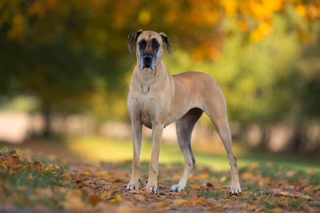  Deutsche Dogge im Herbst, Traventhal, Deutschland, Europa *** Great Dane in autumn, Traventhal, Germany, Europe Copyright: imageBROKER/JuliaxMoll ibxjmo05134345.jpg