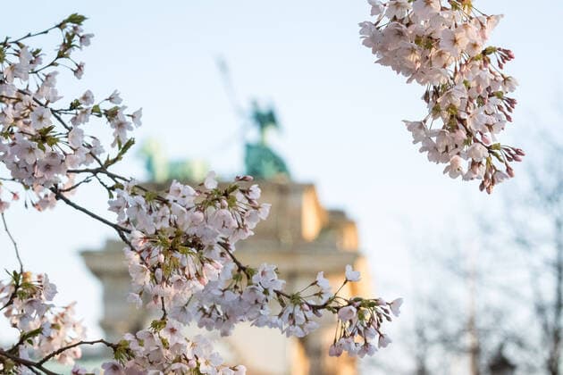 News Bilder des Tages Coronavirus, Eindrücke aus Berlin Deutschland, Berlin - 25.03.2020: Im Bild sind Blüten und im Hintergrund das Brandenburger Tor zu sehen. Berlin Berlin Deutschland