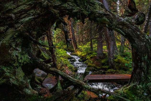 Stream and dense forest in Yoho National Park, UNESCO World Heritage Site, British Columbia, Canada, North America Copyright: SamanthaxNew 1322-7