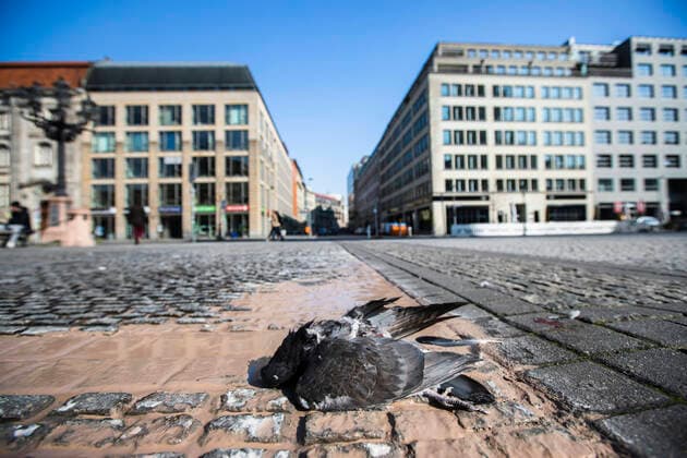 Tote Taube in Berlin am 26. Maerz 2020. Um die Verbreitung des Coronavirus (SARS-CoV-2) zu verlangsamen beschlossen Bund und Laender weitere Restriktionen. Nachdem Museen, Theatern, Sportveranstaltungen usw verboten wurden sind seit einigen Tagen weitere verschaerfte Massnahmen in Kraft getreten wie z.B. Verbot von Versammlungen in der Oeffentlichkeit mit mehr als zwei Personen, Einhaltung von Mindestabstand zwischen Personen und Schliessung von Gastronomiebetrieben mit Ausnahme vn Abholung und Lieferung. Oeffentliches Leber weiter in Berlin wegen Coronavirus eingeschraenkt