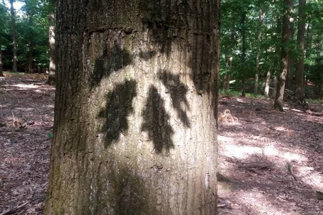 Rot-Eiche, Roteiche (Quercus rubra), Blaetter-Schattenwurf an der Rinde, Deutschland northern red oak (Quercus rubra), shadow of leaves on trunk, Germany BLWS610791 Copyright: xblickwinkel M.xHenningx