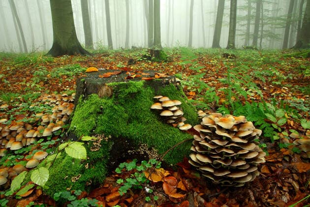 Buchenwald, dichter Nebel im beginnenden Herbst, Baumstumpf mit Moos und Pilzen, Harzvorland, bei Wippra, Sachsen-Anhalt, Deutschland *** Beech forest, thick fog in early autumn, tree stump with moss and mushrooms, Harz foreland, near Wippra, Saxony Anhalt, Germany