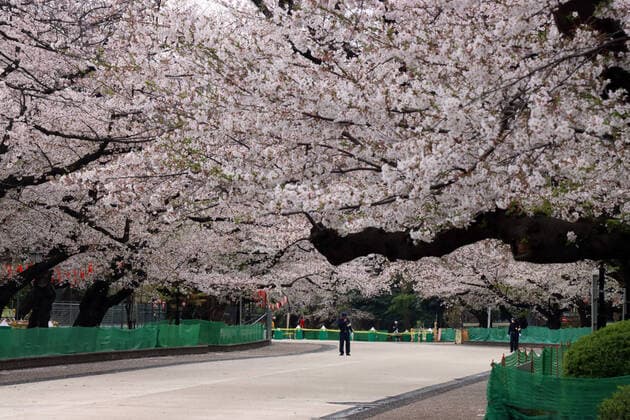 March 28, 2020, Tokyo, Japan - Security persons patrol on a cherry blossom viewing road is closed at Tokyo s Ueno park on Saturday, March 28, 2020. Tokyo governor Yuriko Koike requested people to stay at home over the weekend for outbreak of new coronavirus.  (124828152)
