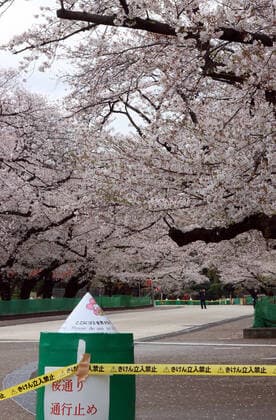 March 28, 2020, Tokyo, Japan - Security persons patrol on a cherry blossom viewing road is closed at Tokyo s Ueno park on Saturday, March 28, 2020. Tokyo governor Yuriko Koike requested people to stay at home over the weekend for outbreak of new coronavirus.  (124828157)