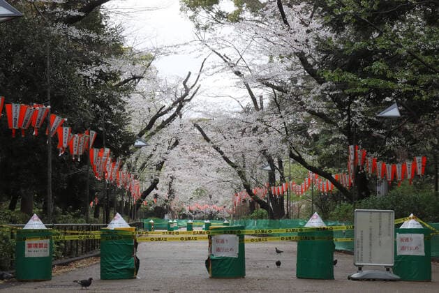 March 28, 2020, Tokyo, Japan - A cherry blossom viewing road is closed to ban vherry blossom viewing parties at Tokyo s Ueno park on Saturday, March 28, 2020. Tokyo governor Yuriko Koike requested people to stay at home over the weekend for outbreak of new coronavirus.  (124828168)