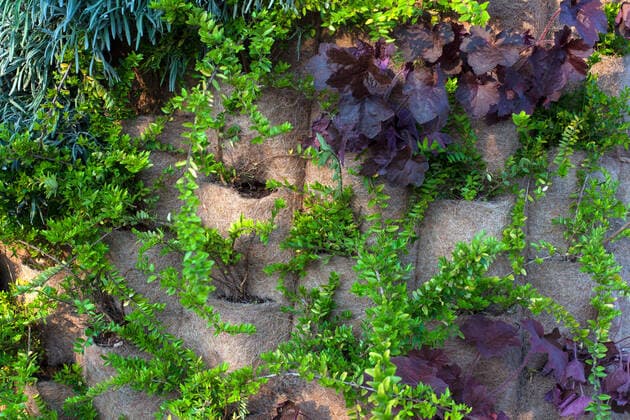 Vertical garden View of variuos plants in the vertical garden  Copyright: xbepsimagex 13464548