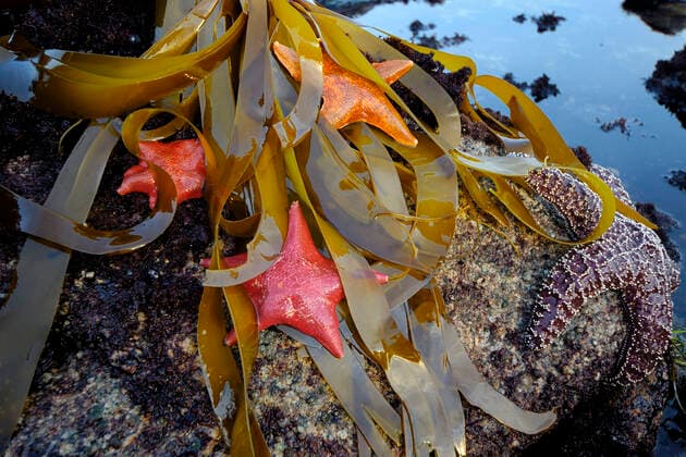 IMAGO Creative: UN Welt-Habitat-Tag am 3. Oktober Tidepool with Bat stars, Asterina miniata, Monterey Bay National Marine Sanctaury, Monterey, California, Pacific Ocean Monterey California Copyright: xMarkxConlinx xVWPicsx MCO-STR95