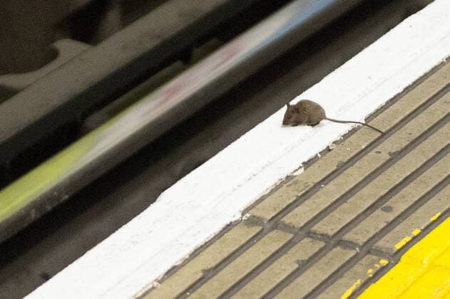 News Bilder des Tages March 28, 2020: London Underground seen during the London Coronavirus Covid-19 Lockdown. Transport for London has cut services by more than 50% as rising numbers of Tube drivers and other essential staff have caught coronavirus. ..Andy Lord, Managing Director of the London Underground, said: Ã¢â‚¬oeWe want to continue to run a core Tube service so that NHS staff and other key workers can make essential journeys...Ã¢â‚¬oeAround a third of our own staff are themselves ill or have to self-isolate, so we are simply not able to run a full service. Ã¢â‚¬oeWe have further reduced journeys by construction workers by temporarily stopping all work on TfL and Crossrail construction sites... The majority of people are playing their part and avoiding travel but more people need to stop travelling immediately to save lives.  - ZUMAr152 20200328_zaa_r152_008 Copyright: xOm1x