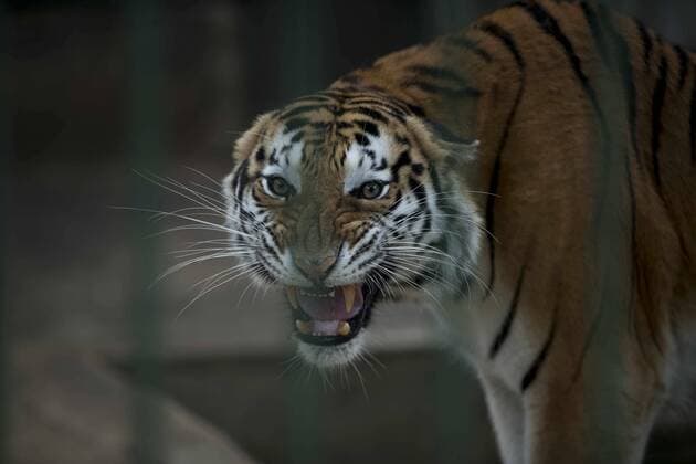View of a bengal tiger at the National Zoo, in Managua, Nicaragua, 29 March 2020. National Zoo is going to be affected for reduction of visitors amid the covid-19 pandemia crisis, leaving one person died in the country. Covid-19 affects zoo animals in Nicaragua for the absence of visitors !ACHTUNG: NUR REDAKTIONELLE NUTZUNG!  Copyright: xJorgexTorresx AME8846 20200329-637211167006925375