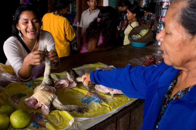 In the market town of Indiana you can buy alligator or crocodile meat, Iquitos, Loreto, Peru. Peru Copyright: xSergixReboredox SRE-034-BJ1081