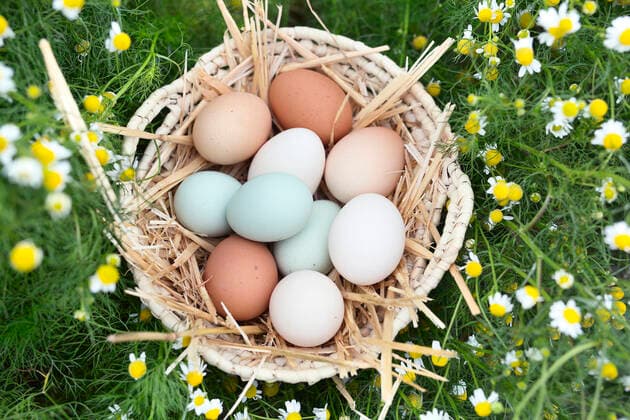 Chicken eggs of various colors. Monforte del Cid, Valencian Community, Spain CR_FRGO200306-320527-01