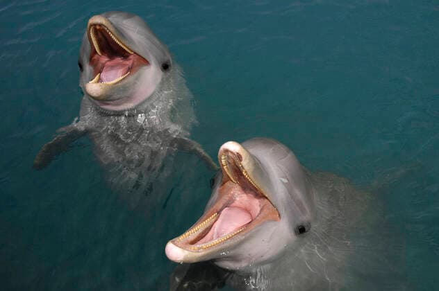 Sanctuary Bay, Grand Bahama. Bahamas. UNEXSO. Program Swim and close encounter with the dolphins. Bahamas Copyright: xx REB-DSC_2868