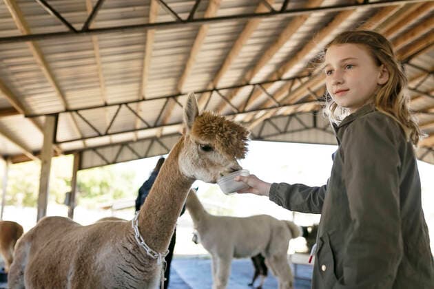 Girl hand feeding Huachaya alpaca at alpaca farm in barn United States, Florida, Tampa ,model released, Symbolfoto CR_CYVA200323-323626-01