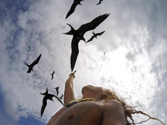 Feeding albatros. Tourists on a snorkeling excursion to view black tipped sharks and sting rays in the shallow waters of the Bora Bora lagoon, Moorea, French Polynesia, Society Islands, South Pacific. Cook s Bay. French Polynesia France Copyright: xSergixReboredox xVWPicsx SREB-043-DJ8065