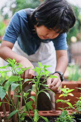 A boy picking chili pepper in the homegrown garden Khon Kaen, Ã Â¸Âˆ.Ã Â¸Â‚Ã Â¸Â­Ã Â¸Â™Ã Â¹ÂÃ Â¸ÂÃ Â¹ÂˆÃ Â¸Â™, Thailand ,model released, Symbolfoto CR_KROM200323B-324589-01
