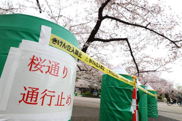 A street of cherry blossoms is closed as a safety precaution against the new coronavirus at Ueno Park in Tokyo, Japan on March 31, 2020.  (124903371)