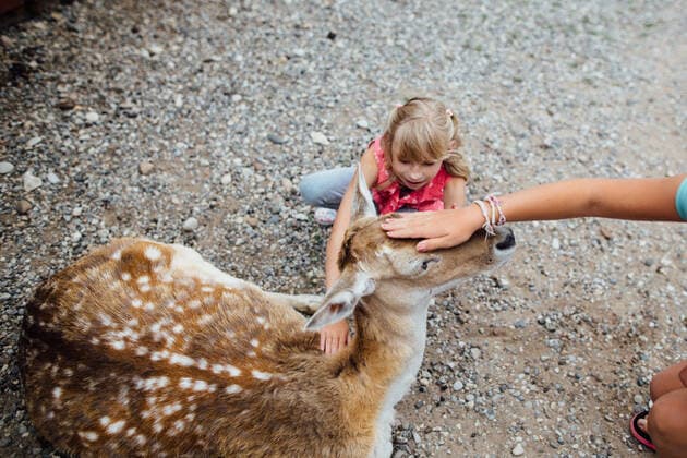 Young girls petting deer at a petting zoo Windsor, ON, Canada ,model released, Symbolfoto CR_JEOH200327-323908-01