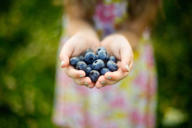Creative Highlights Symbol Handful of Freshly Picked Blueberries from a Blueberry Farm GospiÄÂ‡, Lika-Senj County, Croatia ,model released, Symbolfoto CR_MLDH200327G-257633-01