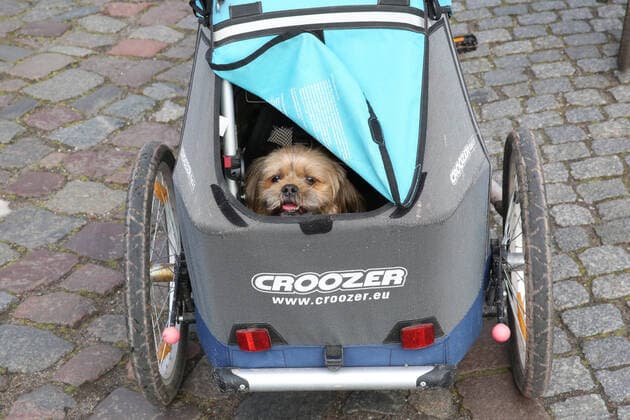 Ein niedlicher Hund schaut am Dienstag (31.03.2020) in Greifswald Wieck (Landkreis Vorpommern Rügen) aus einem Fahrradanhänger. Durch die Corona – Krise hat das eine oder andere Herrchen endlich auch ein bisschen mehr Zeit für seinen kleinen Begleiter Und an dieser Stelle darf man dann mal in der Öffentlichkeit auch zu dritt unterwegs sein.