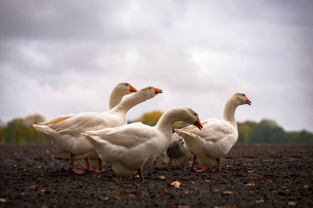 Gänsehaltung - kleine Gruppe freilaufender Hausgänse laufen an einem dunklen Herbsttag auf einer Ackerfläche. Freilaufender Hausgänse laufen an einem dunklen Herbsttag auf einer Ackerfläche. Landkreis Osnabrück Niedersachsen Deutschland *** Goose keeping small group of free-ranging geese running on a field on a dark autumn day Free running geese running on a field on a dark autumn day Landkreis Osnabrück Niedersachsen Germany