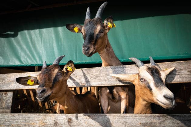 Lustige Agrar- und Kalendermotive, drei niedliche Milchziegen blicken durch ein Gatter. Haltung von Milchziegen für die Erzeugung von Ziegenkäse. Drei Ziegen blicken neugierig aus ihrem Stall. Motiv auch super geeignet z.B. als Kalendermotiv. NRW Deutschland