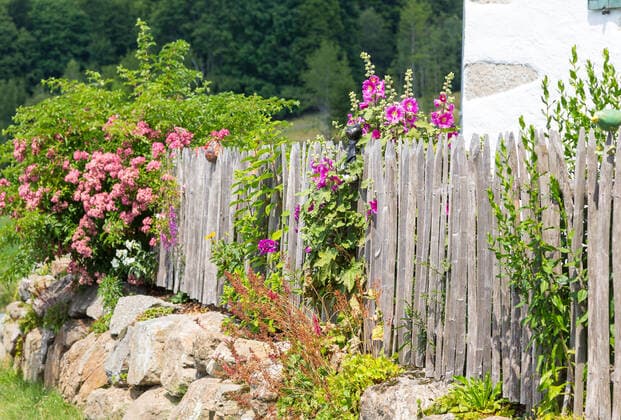 Gewöhnliche Stockrose (Alcea rosea), in Blüte, am Gartenzaun, Waldhäuser, Bayrischer Wald, Bayern, Deutschland *** Common hollyhock Alcea rosea, in bloom, at the garden fence, forest houses, Bavarian Forest, Bavaria, Germany