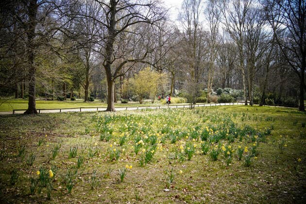 01.04.2020,Berlin,Deutschland,GER,die Stadt in Zeiten der Corona Pandemie. Frühjahrsblüher im Tiergarten.