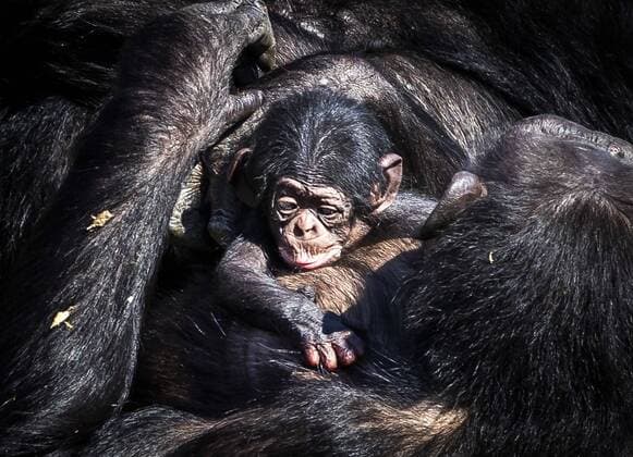 Bilder des Jahres 2020, Entertainment 04 April Entertainment Themen der Woche KW14 News Bilder des Tages 2020-04-01 12:37:15 HILVARENBEEK - The newborn chimpanzee walks outside with mother Pepa in Safaripark Beekse Bergen in Hilvarenbeek, The Netherlands, 01 April 2020. the chimpanzee was born this weekend. ANP REMKO DE WAAL  Copyright: xANPx xREMKOxDExWAALx x409187857x