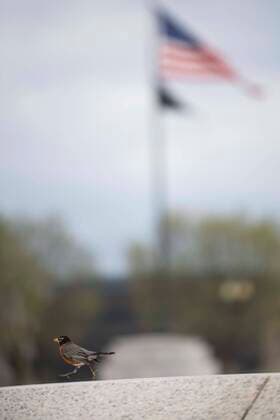 (200402) -- WASHINGTON D.C., April 2, 2020 -- A bird is seen near the Washington Monument during the outbreak of COVID-19 in Washington D.C., the United States, April 1, 2020. The United States became the first nation with more than 200,000 COVID-19 infections on Wednesday, according to a new tally from Johns Hopkins University. ) U.S.-WASHINGTON D.C.-COVID-19 LiuxJie 
