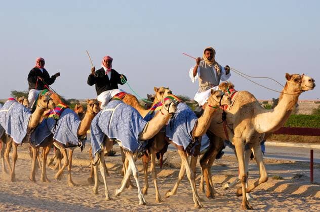 Camels racing in Al Shahaniyah, Qatar.  Copyright: xSylviexVanxRoey arabianEyex SV27786