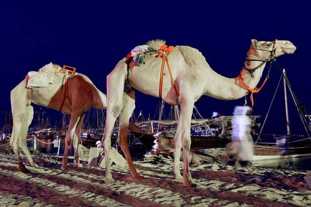 Camels standing at the beachat night, Katara Traditional Dhow Festival, Doha, Qatar.  Copyright: xSylviexVanxRoey arabianEyex SV59814
