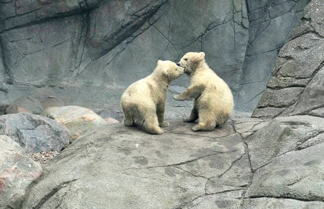 Bilder des Jahres 2020, Entertainment 04 April Entertainment Themen der Woche KW14 News Bilder des Tages Reportage fra et publikumstomt Aalborg Zoo, torsdag den 2. april 2020. Isbjoernen Malik er ude med sine to unger, en begivenhed der ellers ville have tiltrukket et stort publikum. Coronakrisen har lukket dyrehaven, og dyrepasserne arbejder i hold saa de undgaar at smitte hinanden. , Aalborg Jylland Denmark *** Report from a crowded Aalborg Zoo, Thursday, April 2, 2020 The polar bear Malik is out with his two cubs, an event that would otherwise have attracted a large audience. Denmark,  Copyright: HenningxBagger HenningxBaggerx spdk20200402-144403-L