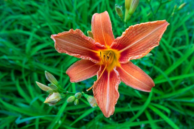 IMAGO Nature: Unsere Erde, Pflanzen, Seltene Pflanzen Germany, Close-up of fire lily (Lilium bulbiferum) blooming outdoors  NDF01025