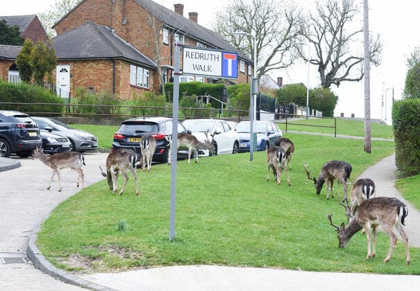 Bilder des Jahres 2020, Entertainment 04 April Entertainment Themen der Woche KW14 News Themen der Woche KW13 News Bilder des Tages . 03 04 2020. London, United Kingdom. Coronavirus crisis. Deer from the nearby Dagnam Park visit the residential area of Harold Hill during the coronavirus lockdown, when the streets are almost empty.  xGustavoxValientex xi-Imagesx IIM-20980-0010