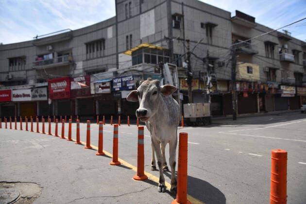 NEW DELHI, INDIA - APRIL 3: A cow seen in an empty Kamla Nagar Market, on day ten of the 21 day nationwide lockdown to check the spread of coronavirus, at Kamla Nagar in New Delhi, India, on Friday, April 3, 2020. (Photo by Sanchit Khanna Hindustan Times) India Goes Into 21 Day Lockdown Due To Coronavirus COVID-19