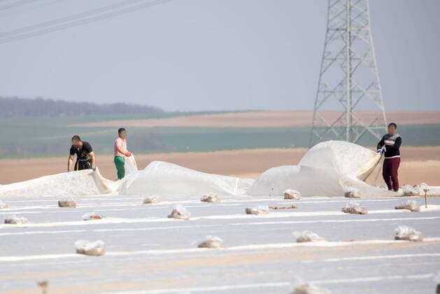 Landkreis Wuerzburg, 04.04.2020, Land- und Agrarwirtschaft in Zeiten Coronas Bild: Erntehelfer pflanzen Zwiebeln Copyright: HMBxMedia xHeikoxBecker