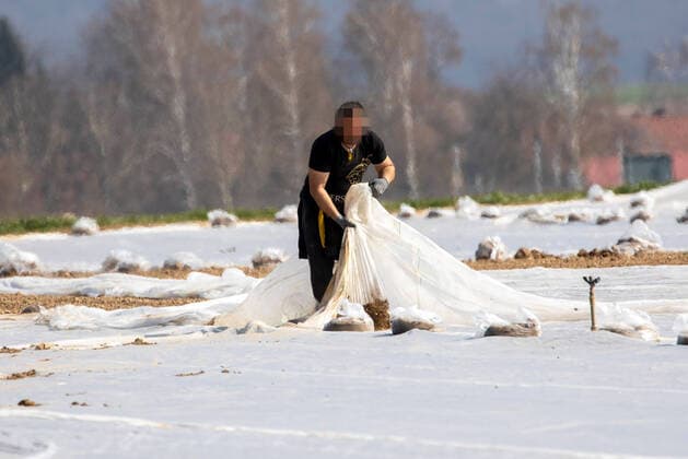 Landkreis Wuerzburg, 04.04.2020, Land- und Agrarwirtschaft in Zeiten Coronas Bild: Erntehelfer pflanzen Zwiebeln Copyright: HMBxMedia xHeikoxBecker
