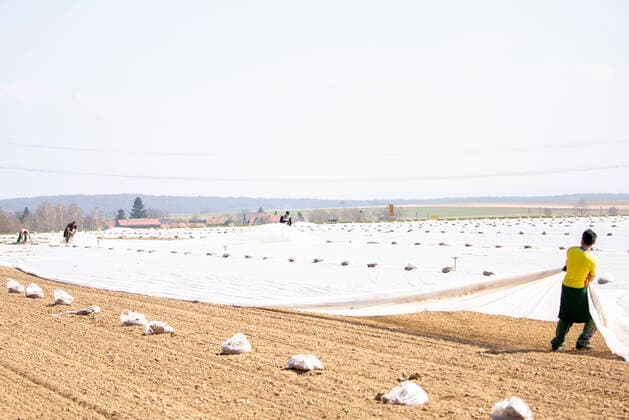 Landkreis Wuerzburg, 04.04.2020, Land- und Agrarwirtschaft in Zeiten Coronas Bild: Erntehelfer pflanzen Zwiebeln Copyright: HMBxMedia xHeikoxBecker