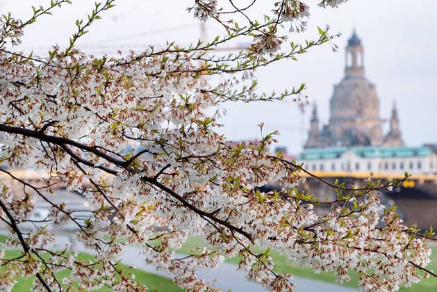 GER Sachsen Dresden Corona Pandemie - leeres Elbufer und Elbradweg mit Skyline mit der Frauenkirche und Kirschblueten 040420 ddbd