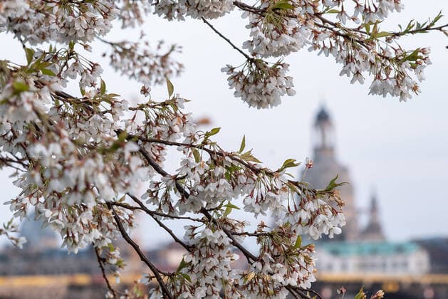 GER Sachsen Dresden Corona Pandemie - leeres Elbufer und Elbradweg mit Skyline mit der Frauenkirche und Kirschblueten 040420 ddbd