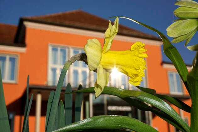 05.04.2020, Am Kurhaus Bad Wörishofen, Die Frühlingsblüher stehen in voller Pracht, hier die Osterglocken, Gelbe Narzisse (Narcissus pseudonarcissus), 05.04.2020, Am Kurhaus Frühlingsblüher 05.04.2020, Am Kurhaus Frühlingsblüher